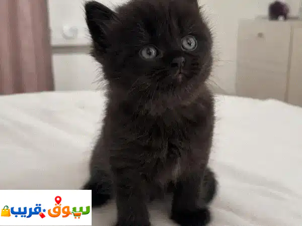 كتن شيرازي ذكر شهرين   kitten Persian male two months old