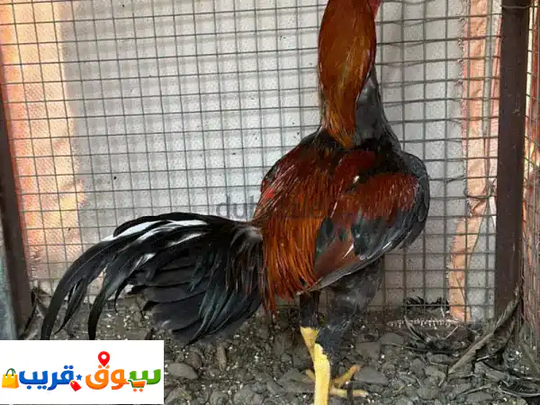 للبيع ديك سندي
