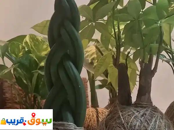 In a coconut shaped plant