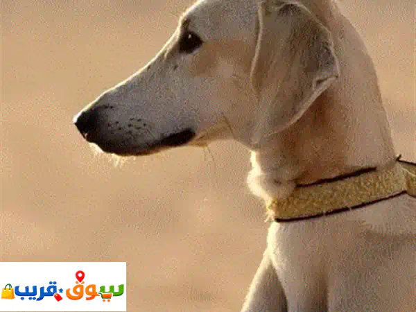 أشلي، أنثى سلوقي تتميز برشاقتها وجمالها...