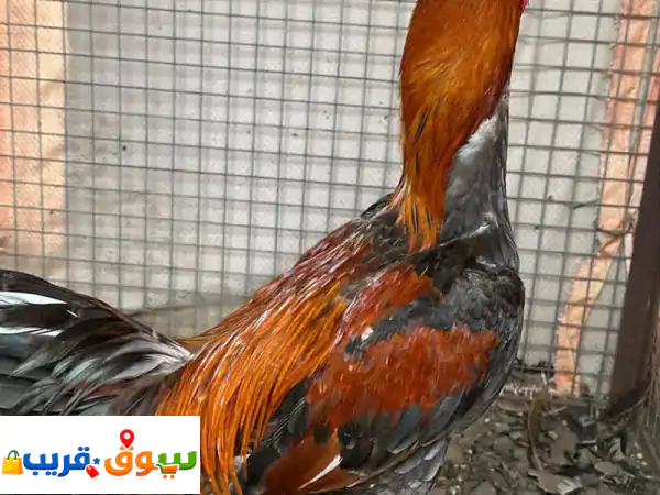 للبيع ديك سندي