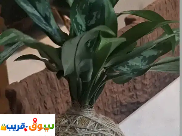 In a coconut shaped plant