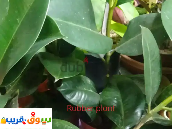 indoor plants