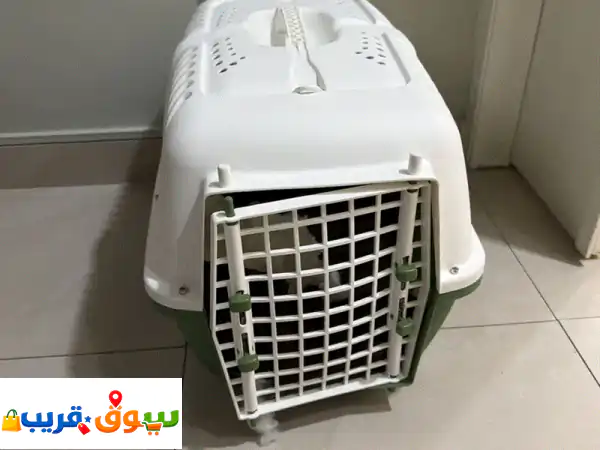 Two puppies for sale