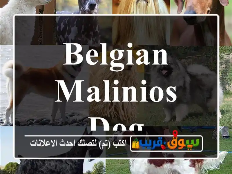 Belgian malinios dog