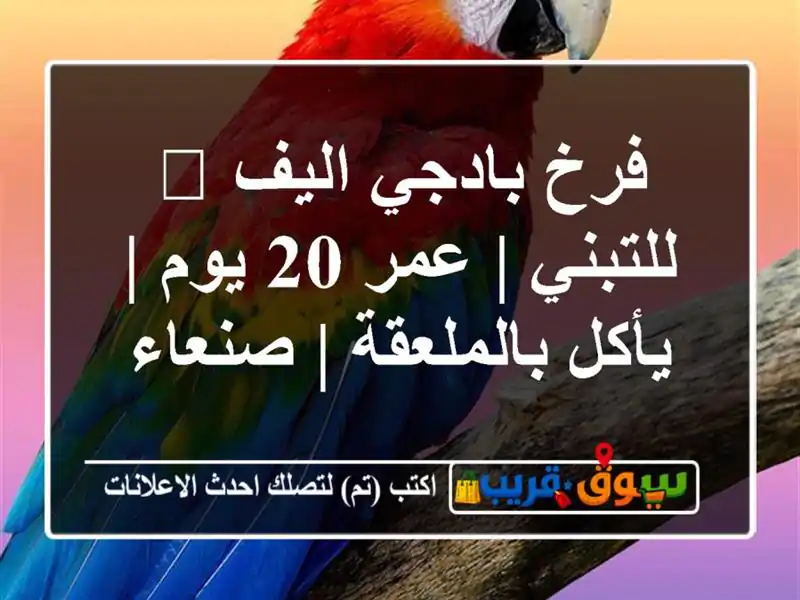 فرخ بادجي اليف 🐥 للتبني | عمر 20 يوم | يأكل بالملعقة...