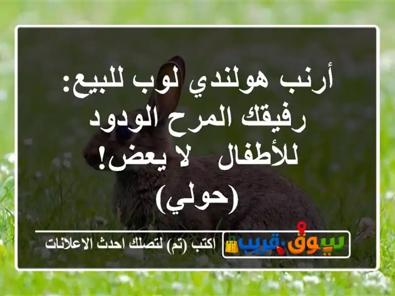 أرنب هولندي لوب للبيع: رفيقك المرح الودود للأطفال - لا يعض! (حولي)