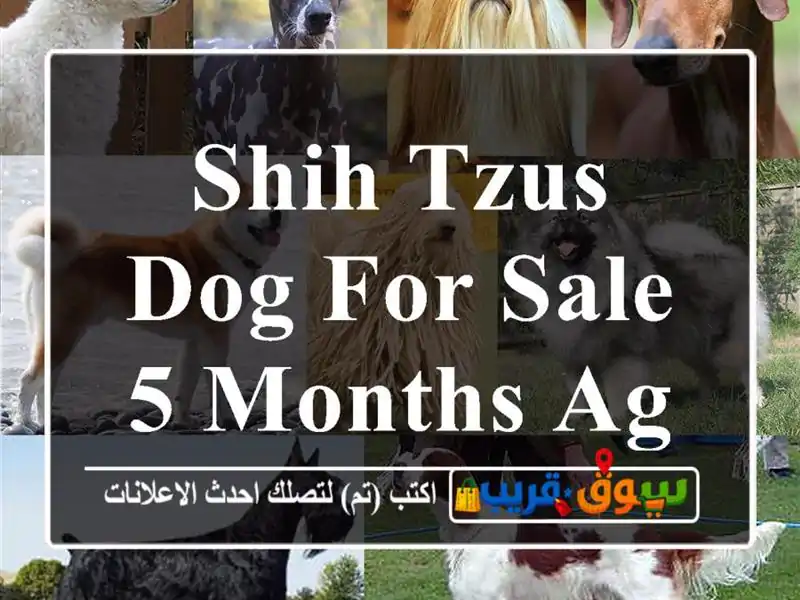 Shih Tzus dog for sale 5 months age