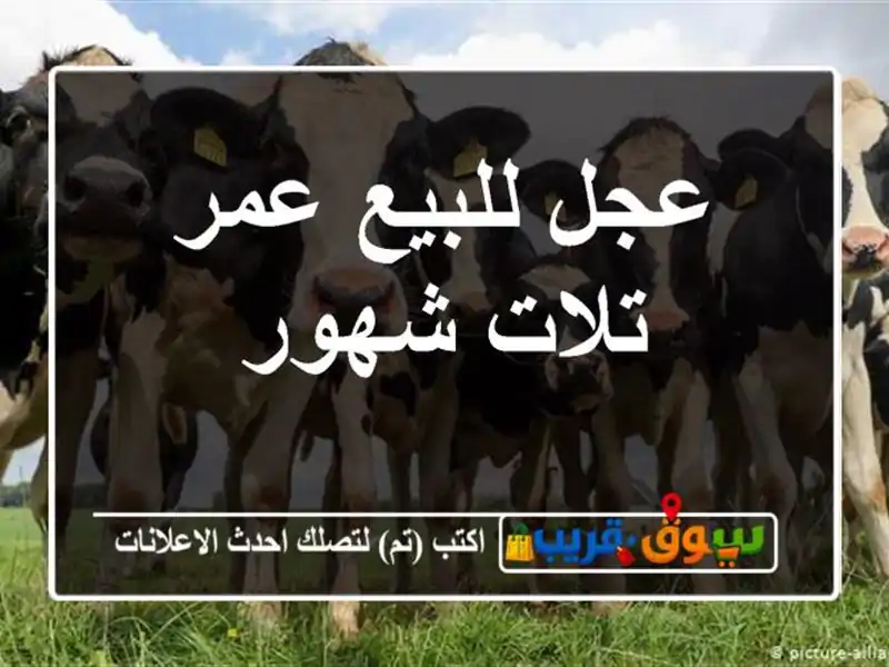 عجل للبيع عمر تلات شهور