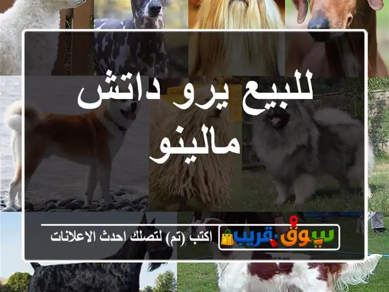 للبيع يرو داتش مالينو