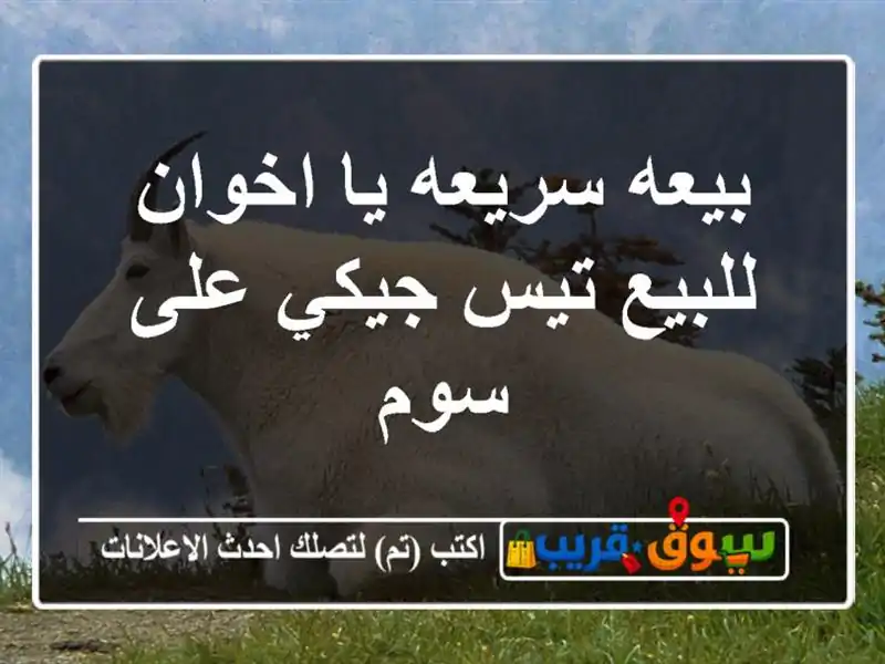 بيعه سريعه يا اخوان للبيع تيس جيكي على سوم