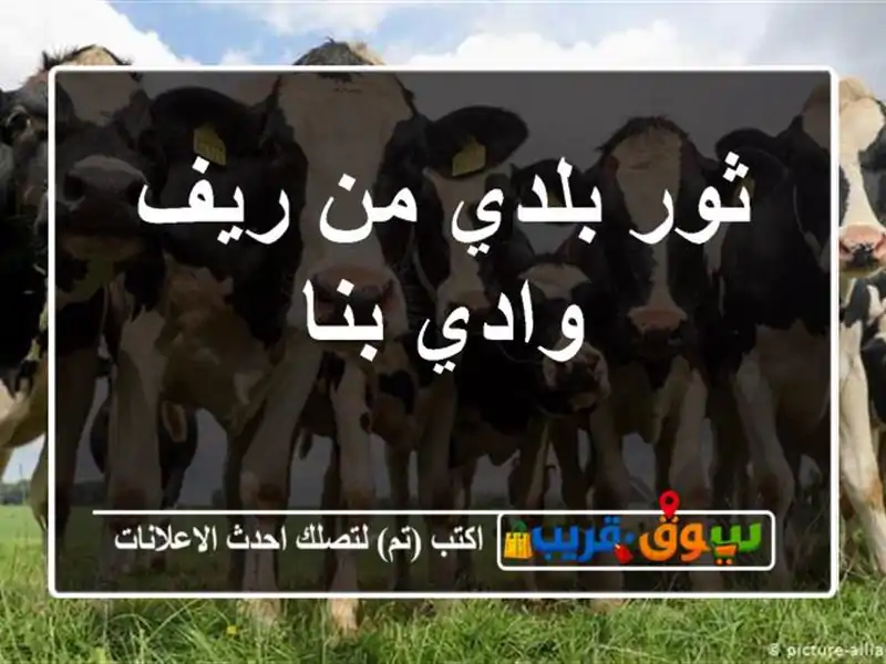 ثور بلدي من ريف وادي بنا
