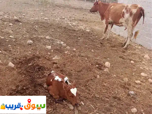 بقره محلية للبيع