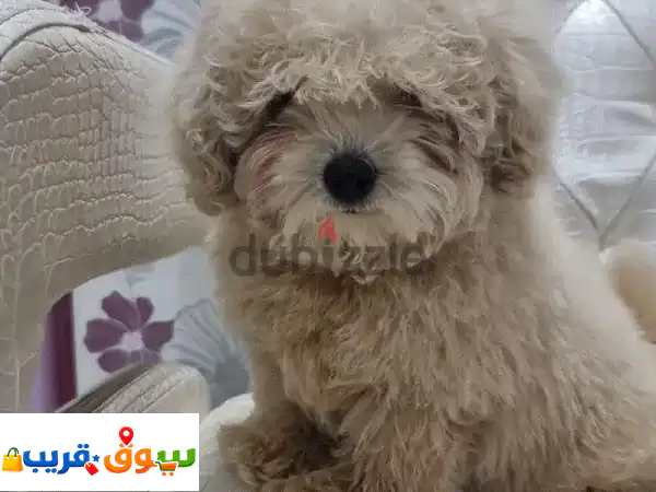 2 months old maltipoo