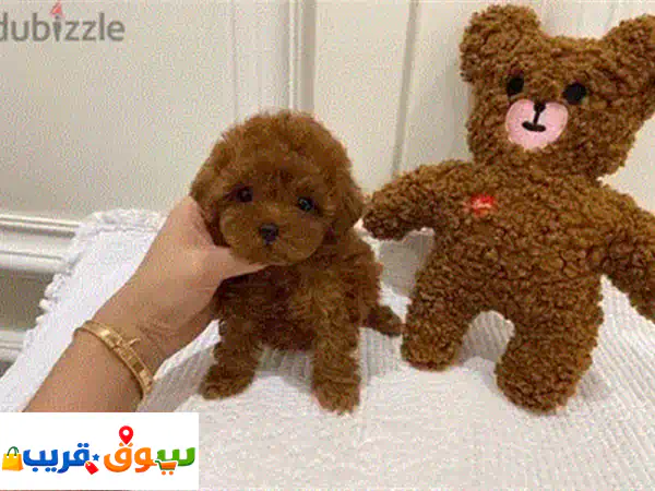 Female Poodle for sale. Whats@pp ‪+1(484) ,718‑,9164‬