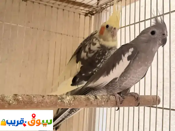 4 حبات كوكتيل