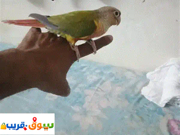 Indian ringneck parrot