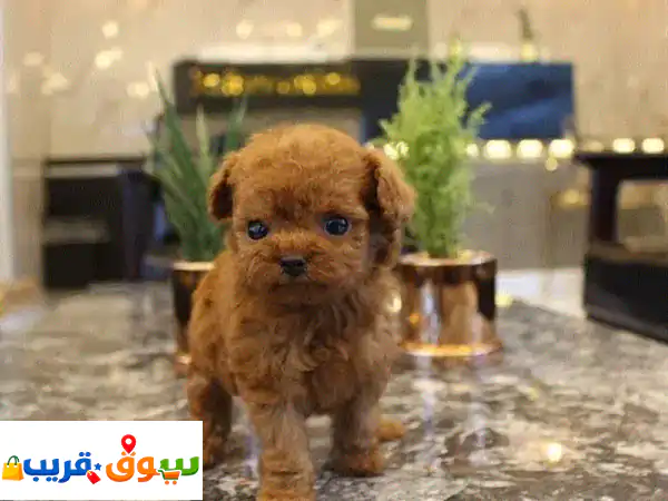Female Poodle for sale. Whats@pp ‪+1(484) ,718‑,9164‬