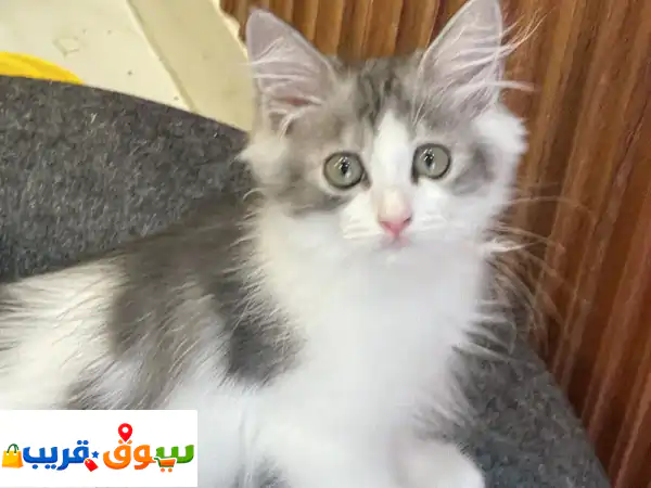 قطة  شيرازية للبيع مع كافة ملحقاتها ب ٣٥ ريال