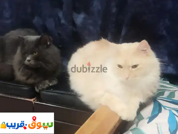 فرصة تبني مجانية: قطط أليفة وودودة (بوبو وميمي)...