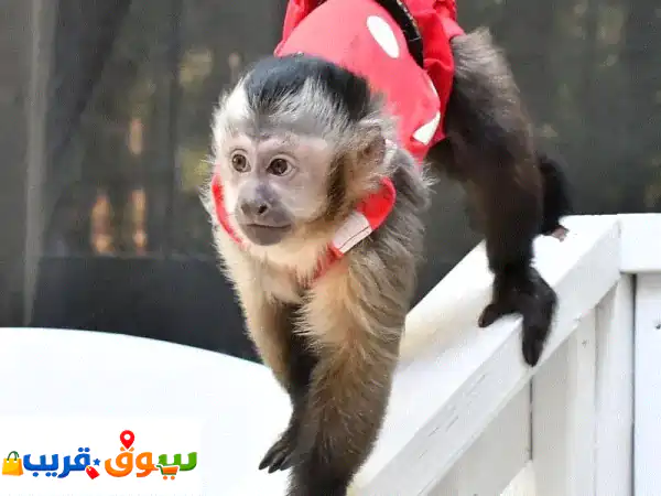 Whatsapp Me +966(583921348)u002 Fu002 FCapuchin Monkeys