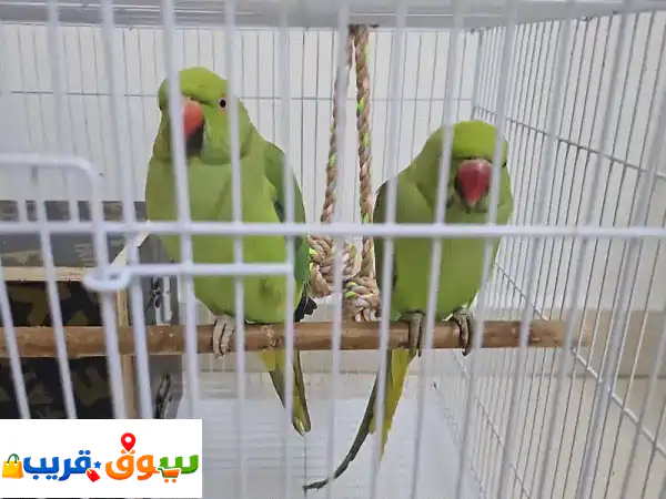 Indian ringneck parrot