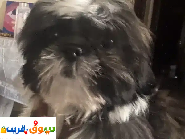 Cute Tri colour Female Shihtzu looking for her forever home