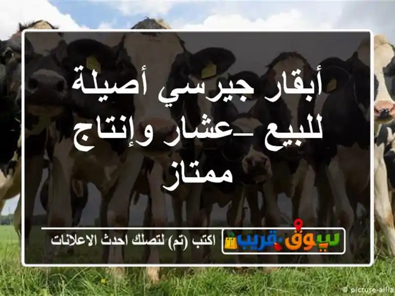 أبقار جيرسي أصيلة للبيع – عشار وإنتاج ممتاز