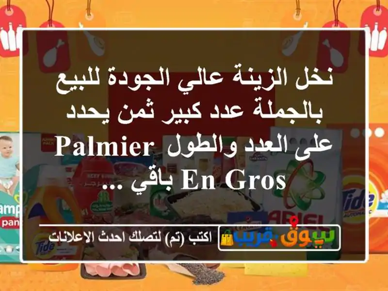 نخل الزينة عالي الجودة للبيع بالجملة عدد كبير ثمن...