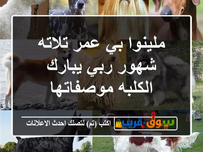 ملينوا بي عمر تلاته شهور ربي يبارك الكلبه موصفاتها