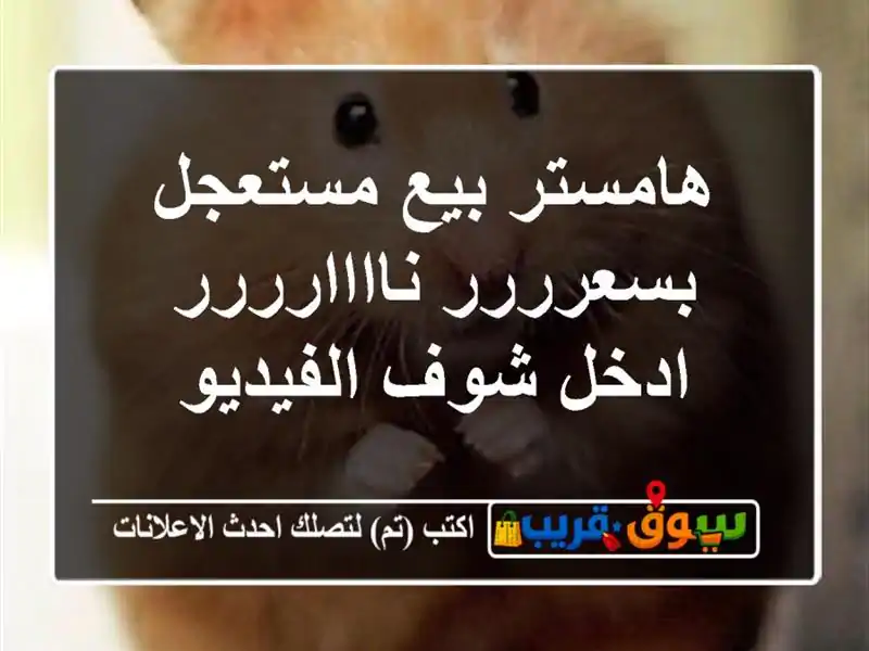 هامستر بيع مستعجل بسعرررر ناااارررر ادخل شوف الفيديو