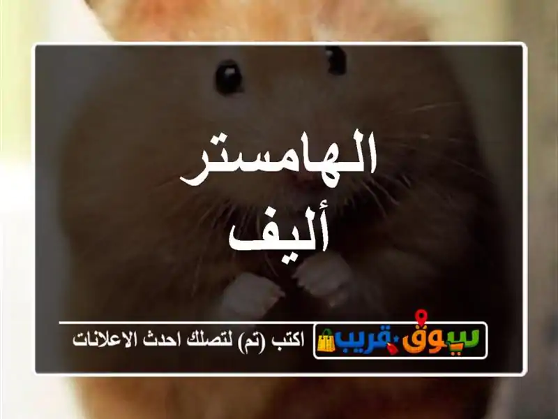 الهامستر أليف