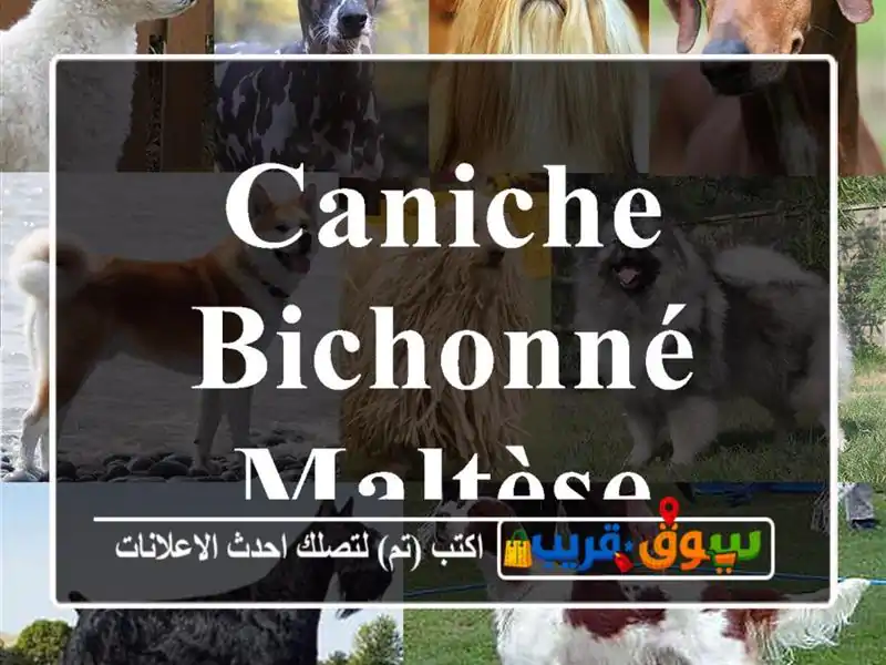 Caniche Bichonné maltèse