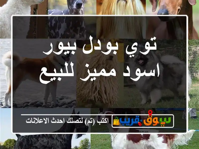 توي بودل بيور اسود مميز للبيع