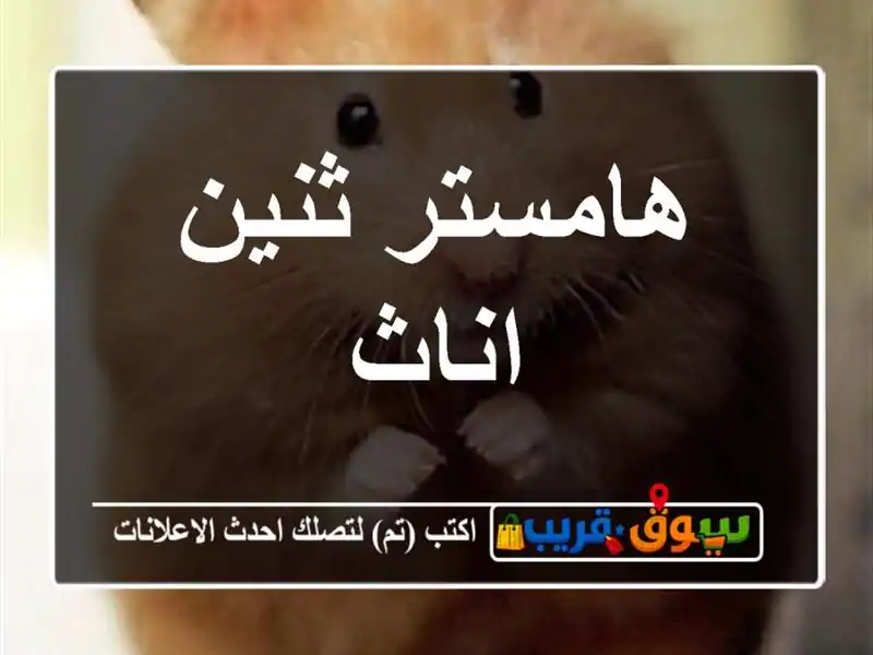 هامستر ثنين اناث