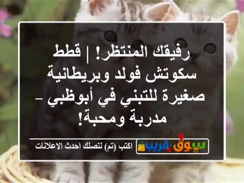رفيقك المنتظر! | قطط سكوتش فولد وبريطانية صغيرة...