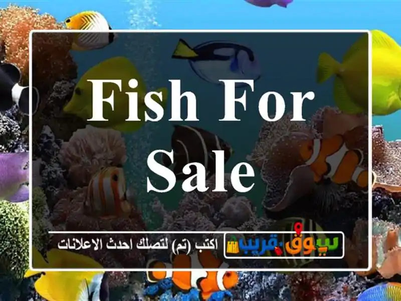 Fish for sale