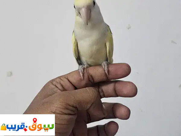 African Lovebird for sale