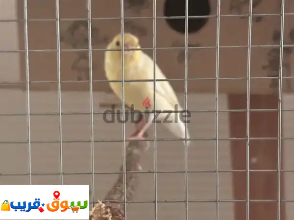 Female canary for sale