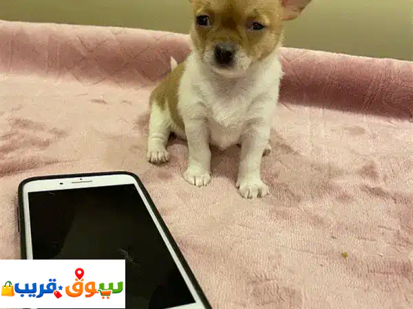 1 months Chiwawa baby