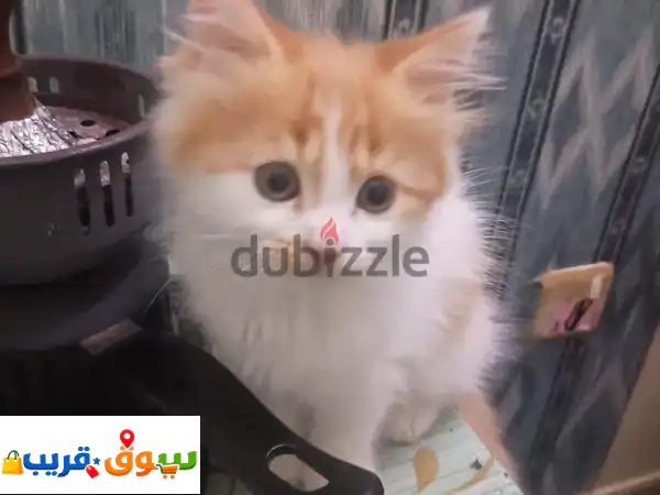 2 Playful Kittens for Quick Sale – BHD 12 for Both