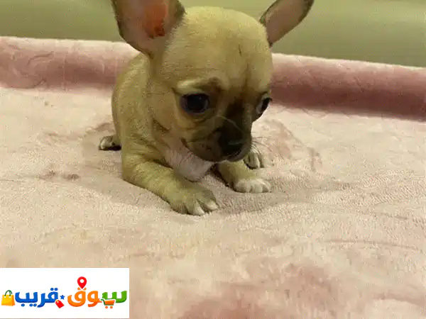 1 months Chiwawa baby
