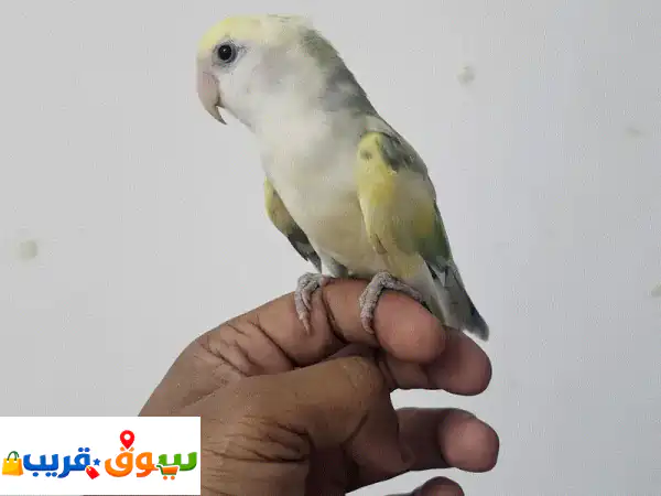 African Lovebird for sale