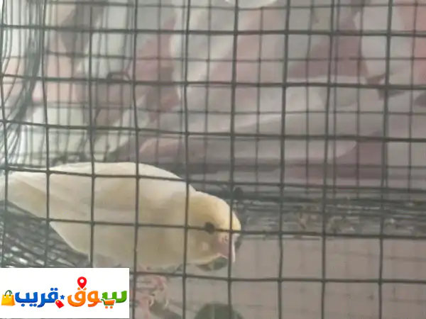 Female canary for sale