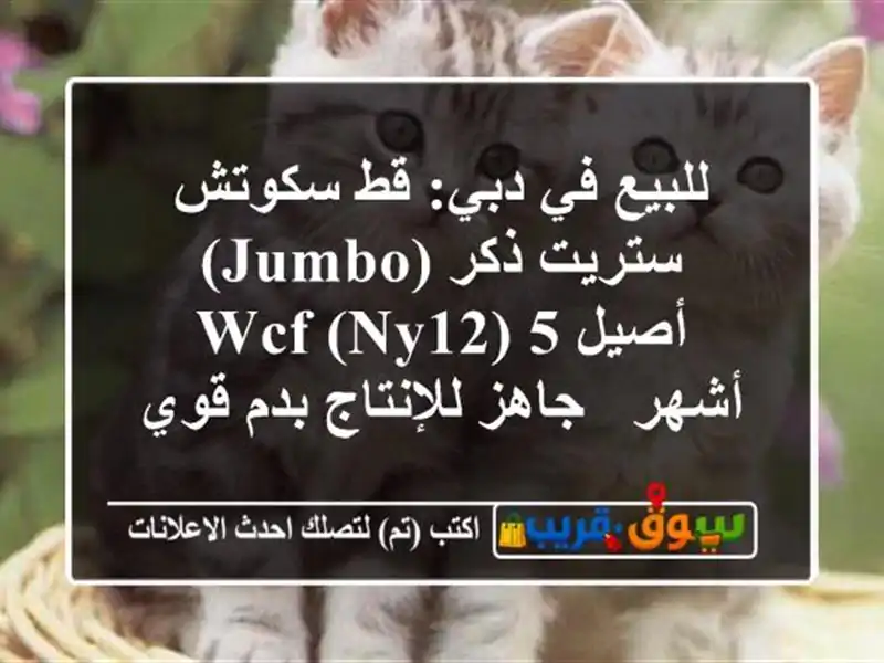 للبيع في دبي: قط سكوتش ستريت ذكر (Jumbo) - أصيل WCF (NY12) 5...