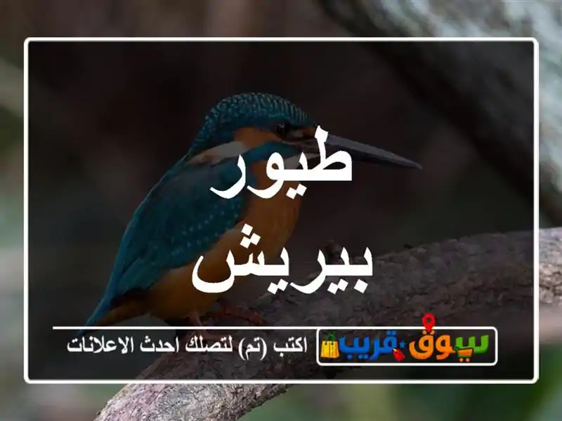 طيور بيريش