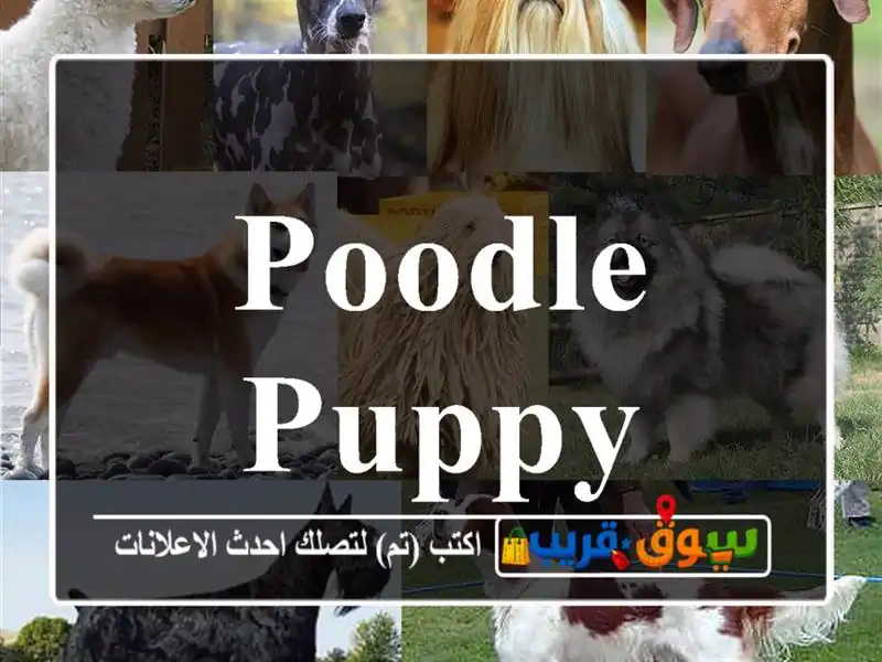 Poodle Puppy