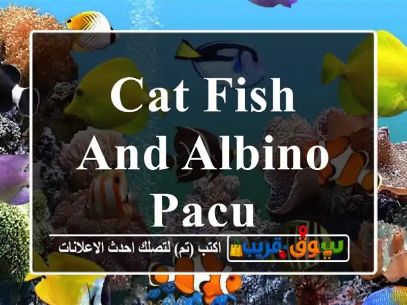 Cat fish and albino pacu