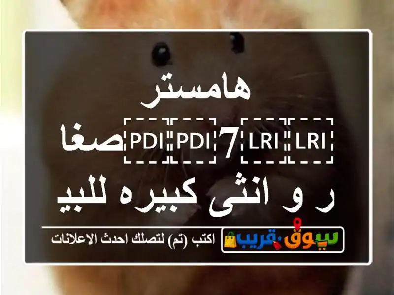 هامستر ⁦⁦7⁩⁩صغار و انثى كبيره للبيع