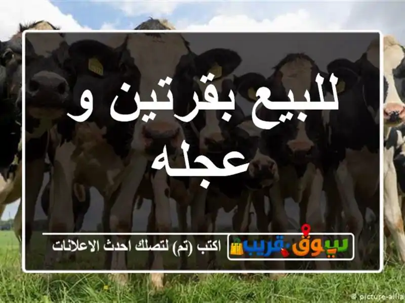 للبيع بقرتين و عجله